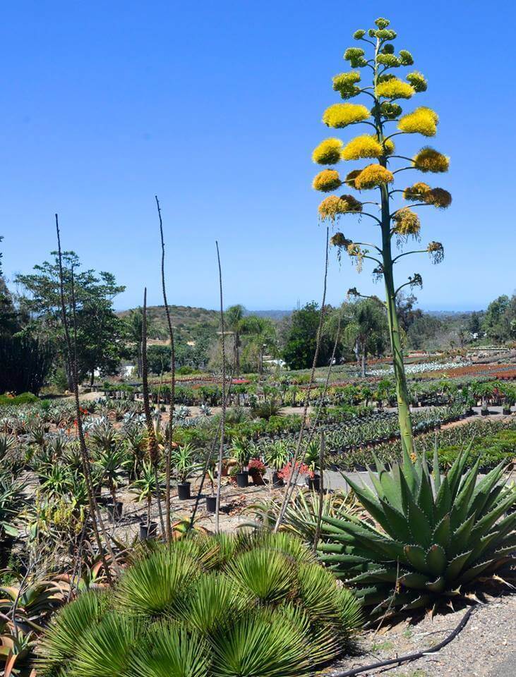 Agave avellanidens